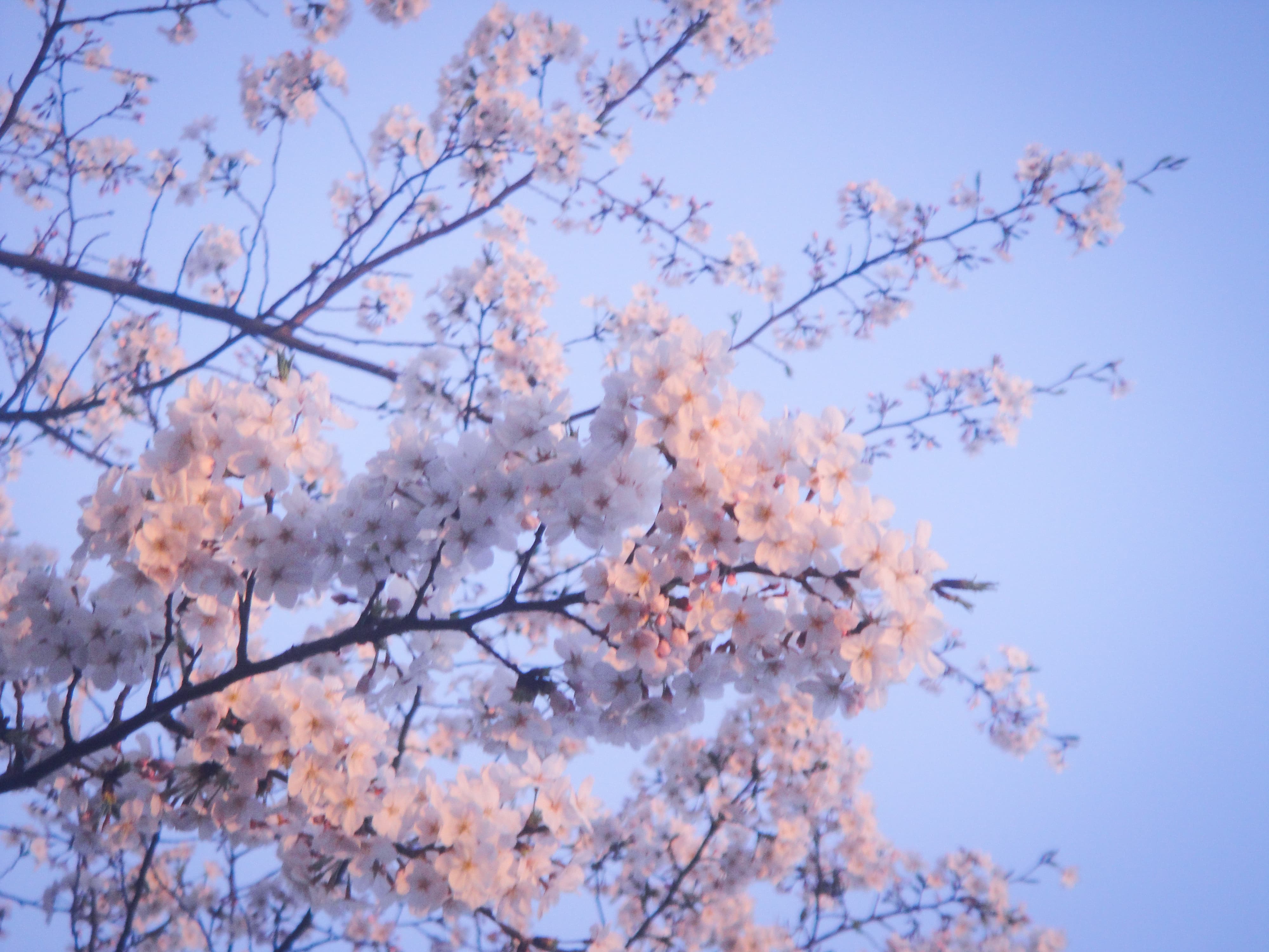 sakura